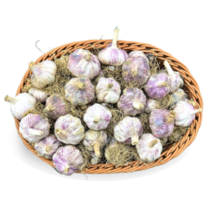 [한끼 채소]국내산 대서마늘 1개, 2025년산-햇마늘반접(2.5kg)-대