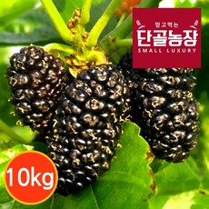 [단골농장] 내장산 토종 오디 생과 정품 10kg (급냉), 상세설명 참조