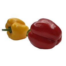 싱싱한 파프리카 1개 빨강 노랑 초록, 파프리카노랑