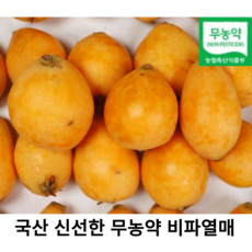 유기농 비파 국산 비파열매 비파 친환경 유기농 건강한 비파 국내산 생과 비파 친환경 햇비파 비파생과, 1개, 500g