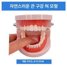 구강 실습 치아 분리 스케일링 덴티폼 교육 연습 이빨, 1:1 자연 대형 구강+혀, 1개, 1L