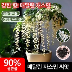 [당일배송 초보자 쉬운 재배 발아율90%] 쟈스민 꽃나무 강렬한 향의 매달린 재스민 씨앗 향기좋은 자스민 나무 늘어지는자스민 꽃나무씨앗, 50개