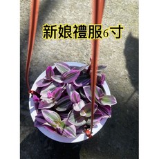 霏霏園藝 新娘禮服 6寸盆栽, 1個