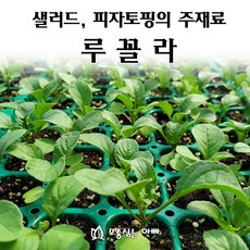 [모종심는아빠] 이탈리아요리의 향신료 루꼴라 모종, 6개, 모종