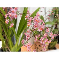 [신라난농원]환타지아.향천.핑크색.(쵸콜릿향).꽃피었던상품.예쁜핑크색.매우좋은향.인기품종.필독뒷사진참고, 1개