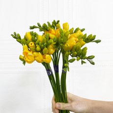 (플라워365마켓) 노랑 프리지아 후리지아 30대 꽃배달 싼곳 도매 생화꽃 경매 택배 발송, 1개