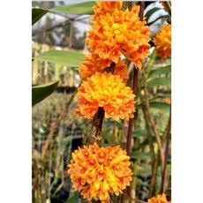 黃玉石斛原種/花圖同批開/避直曬太陽/很好種的原種1.7吋苗