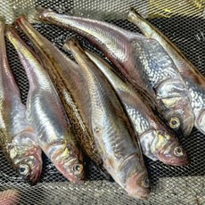 냉동 도루묵 500g, 1박스