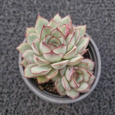 봄의정원 문가드니스 다육, 1개, 계절에따라 변함