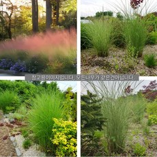 핑크뮬리 포트 묘목 분홍억새 조경용 정원꾸미기 노지월동 다년생그라스 (목하원예조경)