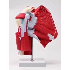 인체 모형 근육 미니어처 미니어쳐 사람 인대 컬러형, 1개, 근육 해부 어깨 관절