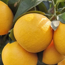 제주 자몽 고당도 프리미엄 대과 가정용 선물용 산지직송, 1박스, 제주 자몽 2kg