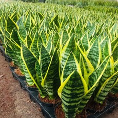 서비내 산세베리아 슈퍼바 소형 공기정화식물 농장직영, 1개