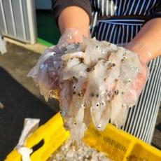 국내산 생물 호래기, 1개, 호래기500g[50-100미내외]