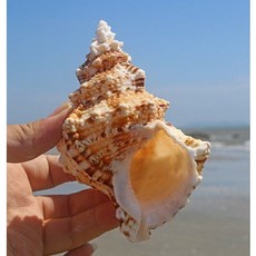 선호그룹 소라껍데기 소라 조개 소라게 쉘 껍데기 껍질 수족관 수조 어항 장식 오브제 인테리어 꾸미기 장식품, 혼합 14-16cm, 1개