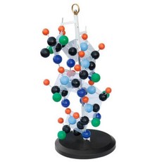 아미노산사슬 단백질 알파나선구조 모형 과학관 화학실험 분자식모형, 1세트