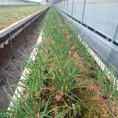 신선한 충북 하우스 흙쪽파, 3kg x 1박스, 3kg, 1