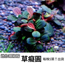 《林作物》線或/含發票 稀有水草【草癡圓】迷你型辣椒榕 辣椒榕 神秘草 水中葉 前景 陰性草 新手級, 整叢出貨(約4~5株一叢)