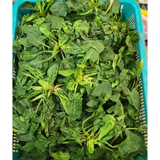포항 곡강 시금치 노지 포항초, 1kg, 1세트