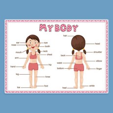 몬테소리 영어 단어 학습 내 몸 포스터 유치원 용품 교실 장식 교육용 3 개, [02] B   1PCS, 1개