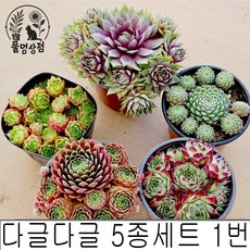 [풀멍상점] 다글다글 5종세트 1번 바위솔/ 노지.월동 야생/ 선별발송 분채배송/ 방수라벨 이름표포함. 농장직접 배송