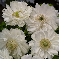 아네모네 하모니 더블화이트 10립 꽃씨, 1개