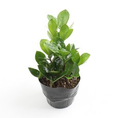 갑조네 금전수 개업 화분 집들이 선물 승진 사무실 이전 병원 개원 식당 개업식 축하 화분 공기정화식물, 단일, 1개
