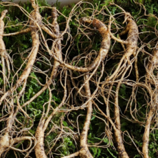 [지리산자연산삼] 지리산 산양삼 5-6년근 산지직송 장뇌삼 산양산삼 새싹 삼 선물용, 20개, 2g