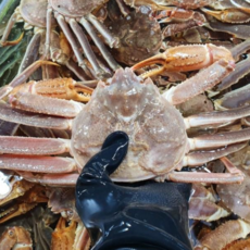 수율빵빵 러시아 마가단 활대게 1절지, 1개, 1마리 1kg