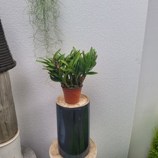 긴기아난 인기식물 중소형 붉은톤 20~35cm 69, 기본