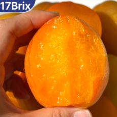 [왕꿀맛집]17brix 산지직송 귀한 신품종 살구자두 플럼코트 시즌한정, 1박스, 대과 500g