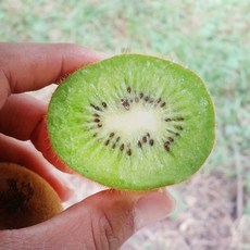 신선한아침농가 국내산 그린키위 참다래, 1개, 1kg 소과(12과내외)