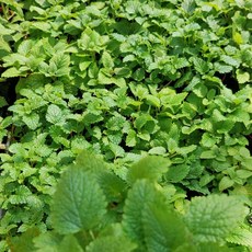 檸檬香蜂草 可食用香草植物 可泡茶 可入料理 打造陽台花園, 3-4吋盆, 檸檬香蜂草, 3-4吋盆