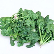 국내산 노지 시금치 백씨네 농산물, 1박스, 2kg