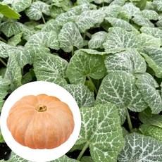 새마을총각 맷돌호박 모종 늙은호박, 2개