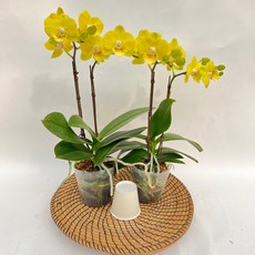 망고 호접란 쌍대 1+1 서양란 장기개화 화초 디와이팜, 1세트