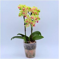 라임키스 호접란 호접난 서양란 서양난 선물 난초 키우기쉬운식물 디디플랜트, 1개