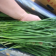 햇살 국내산 햇 부추, 1개, 4kg