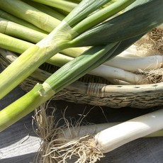 친환경 유기농 흙 대파 1kg 2kg 3kg, 1박스