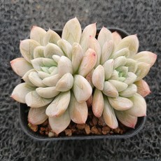 봄의정원 엘사, 1개