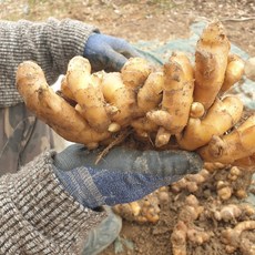 건강한 국산 유황생강 종자 2025년산 씨생강, 1kg, 1개