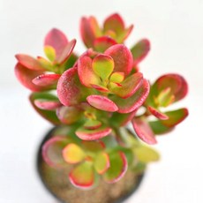 탑레드 황금염좌 다육이 노란염좌 선명한 색감과 독특한 형태 실내 장식용, 1개, 청색