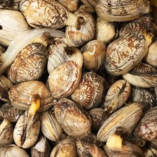 서해안 고창 직송 생물 동죽조개 바지락 백생합 모시조개, 바지락 1kg, 1개