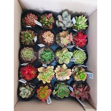 언제나봄 다육식물 세트 실내공기정화 이름표 작업까지!, 다육식물 작은거 10종류 랜덤발송, 1개