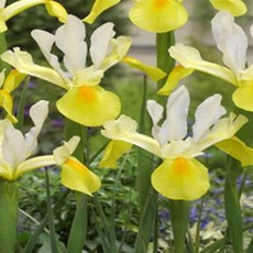 키큰 아이리스 (코코비치)노지월동 다년생 구근 열개셋트 SM293