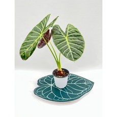 알로카시아 왓소니아 글로시 수입식물 플랜테리어 스마일화훼유통, 1개, .