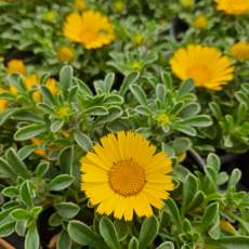 아비가든 금화 1+1 화분포함 노지월동 국화 골드코인, 노랑+노랑, 2개