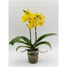 골든킹 호접란 대품 화분 난 키우기 쉬운 실내 공기정화 식물 선물용 디디플랜트, 1개