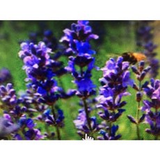 薰衣草精油 1KG Lavandula officinalis 氣味香甜濃郁 法國, 1個