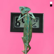 키밍 심플 디지털 온습도계 정밀 온도계 반려동물, 2개, 블랙